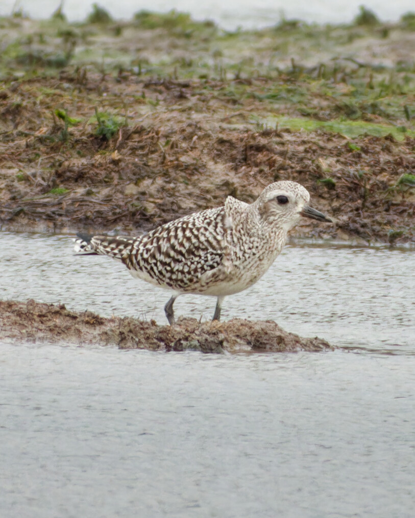 Grey Plover